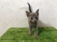 ロシアンブルー【東京都・男の子・2025年7月19日・ブルー】の写真5