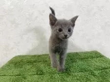 ロシアンブルー【東京都・男の子・2025年7月19日・ブルー】の写真6