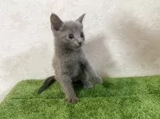 ロシアンブルー【東京都・男の子・2025年7月19日・ブルー】の写真7