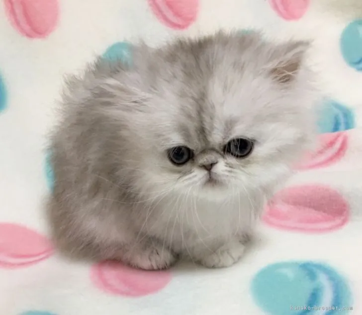 ID:1901-00872の子猫