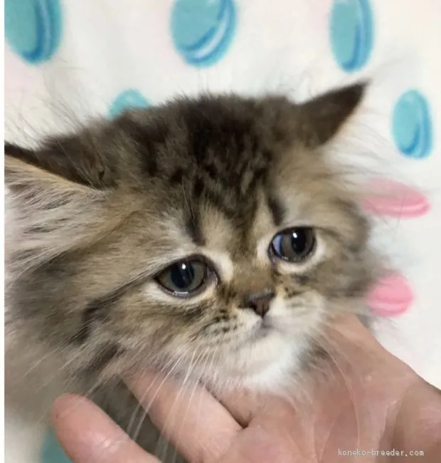 ID：1906-01049の子猫