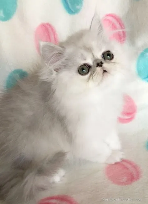 ID:1812-00715の子猫