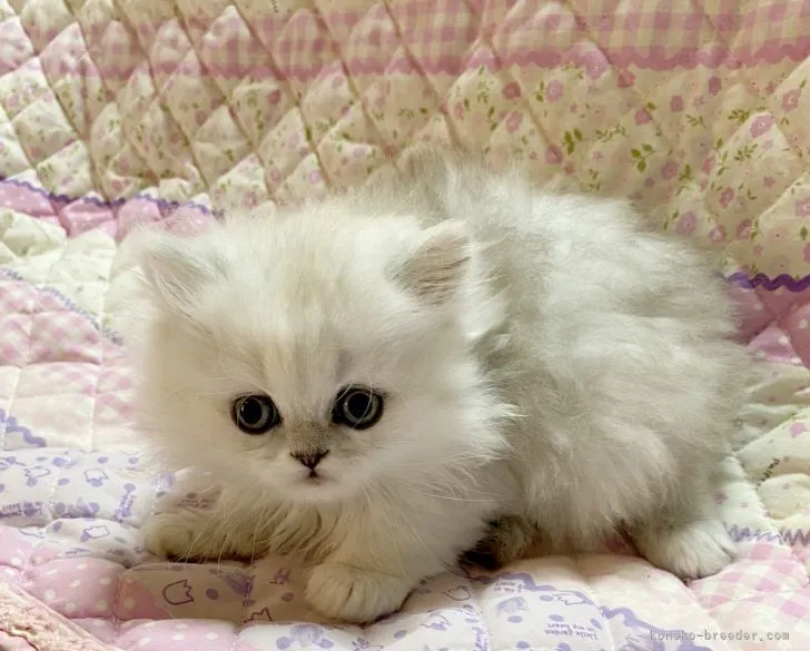 ID：2104-00941の子猫