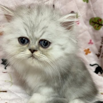 ペルシャ(チンチラ)【石川県・男の子・2024年6月8日・シェーデットシルバー】の写真「遊び好きな男の子です。」