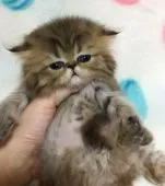 ペルシャ(チンチラ)【石川県・女の子・2017年12月27日・シェーデッドゴールデン】の写真1