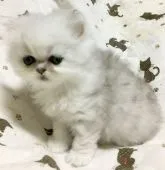 ペルシャ(チンチラ)【石川県・男の子・2017年4月10日・シェーデッドシルバー】の写真3