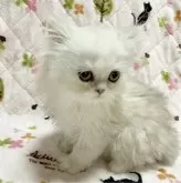 ペルシャ(チンチラ)【石川県・女の子・2024年4月17日・シェーデッドシルバー】の写真3