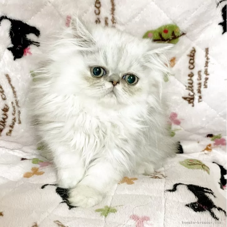 ID：2506-01932の子猫