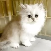 ペルシャ(チンチラ)