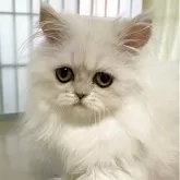 ペルシャ(チンチラ)