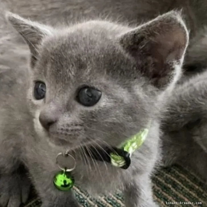 ID:2310-01469の子猫