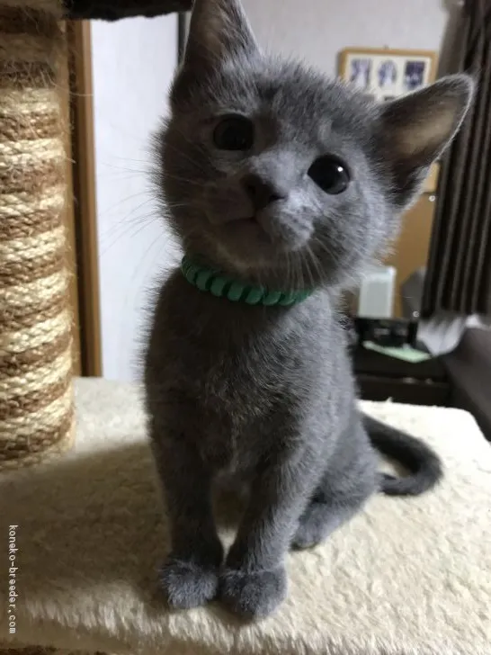 ID：1912-01571の子猫