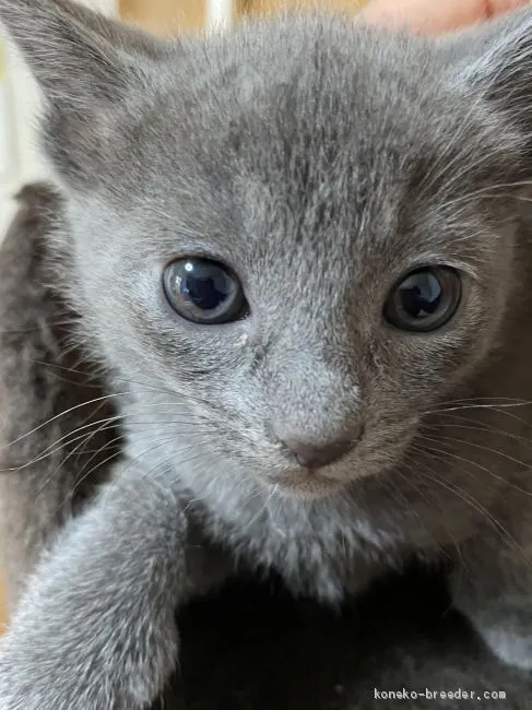 Yamane 様のお迎えした子猫