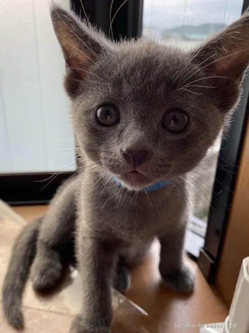 ID:2006-01358の子猫