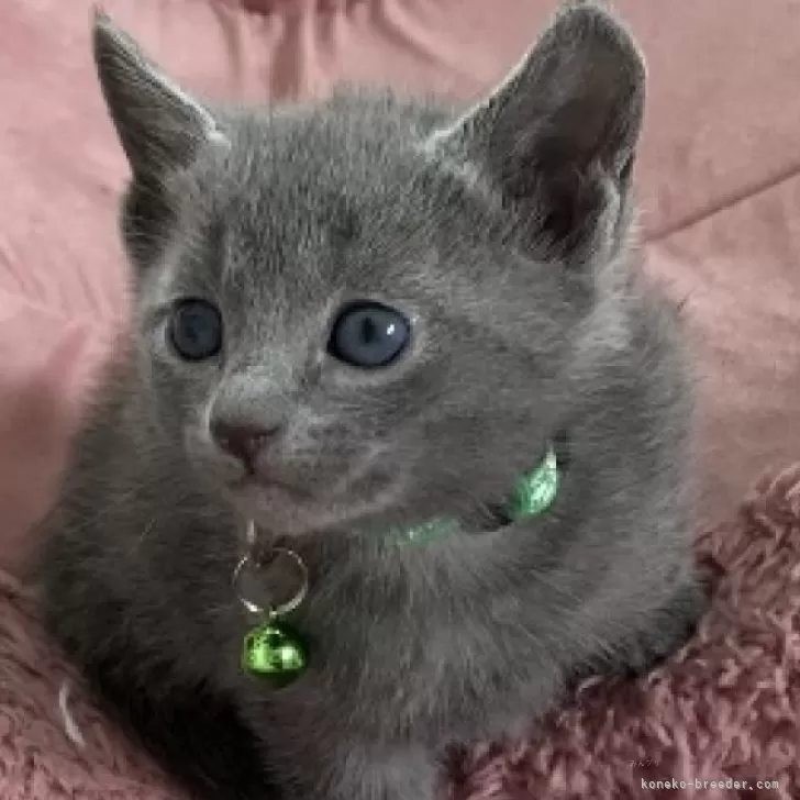 ID：2401-00496の子猫