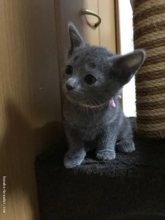 ID：1907-01604の子猫