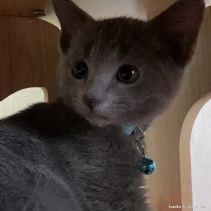 ID:2310-01468の子猫