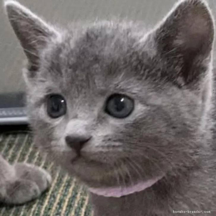 ID:2212-01687の子猫