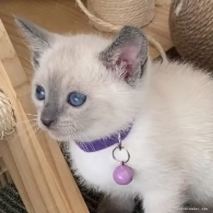 ID：2410-02110の子猫