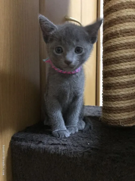 ID：1907-01601の子猫