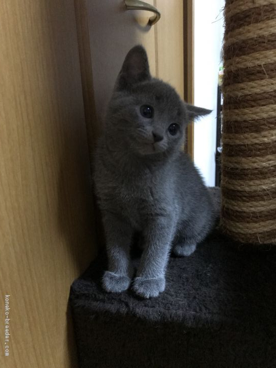 シュンナ 様のお迎えした子猫