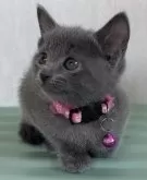 ロシアンブルー【大阪府・女の子・2024年4月22日・ブルー】の写真3「高座座りがお得意」