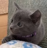 ロシアンブルー【大阪府・男の子・2023年12月1日・ブルー】の写真4「1/7」