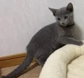 ロシアンブルー【大阪府・男の子・2022年6月18日・ブルー】の写真4「8/22撮影」