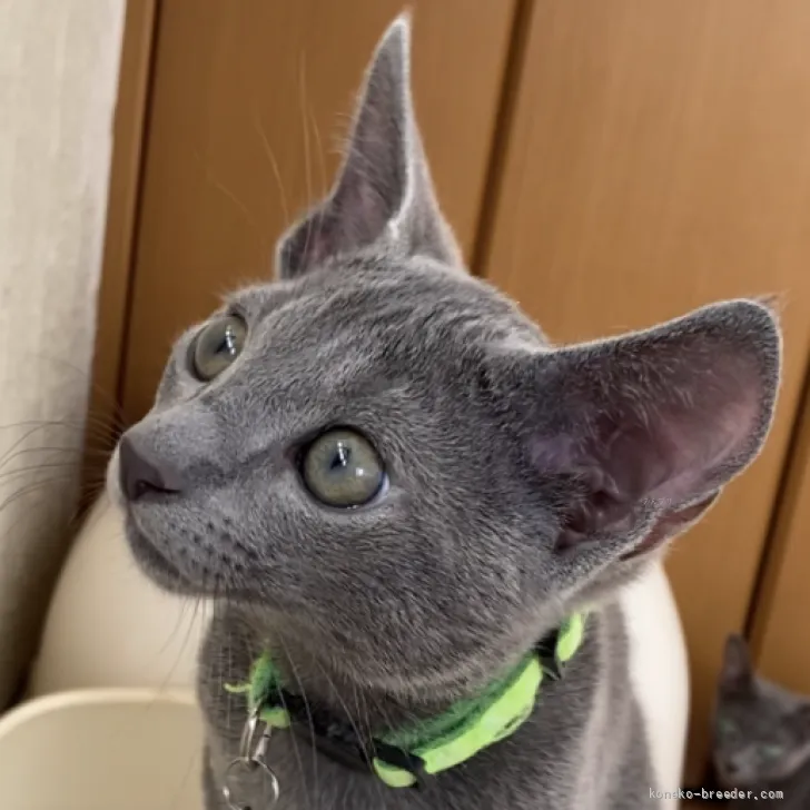 ID：2605-04001の子猫