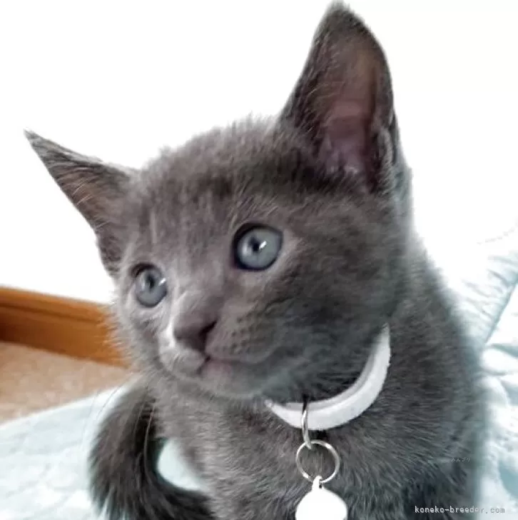 ID：2507-02272の子猫