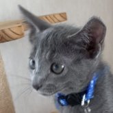 ロシアンブルー