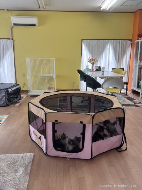 ２Fの接客部屋になります。こちらで見学、お迎えしていただけます。｜佐野　さつき(さの　さつき)ブリーダー(愛知県・ノルウェージャンフォレストキャット・TICA/GCS登録)の紹介写真10