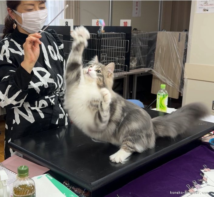 TICAキャットショー出陳｜佐野　さつき(さの　さつき)ブリーダー(愛知県・ノルウェージャンフォレストキャット・TICA/GCS登録)の紹介写真3
