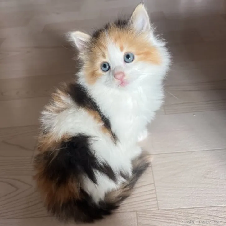 ID：2303-01723の子猫