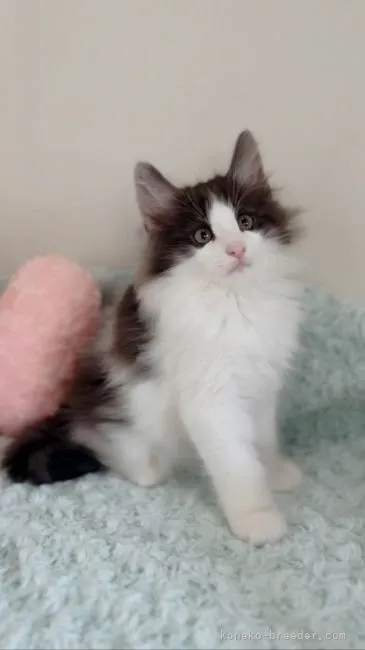 ID:2206-00015の子猫