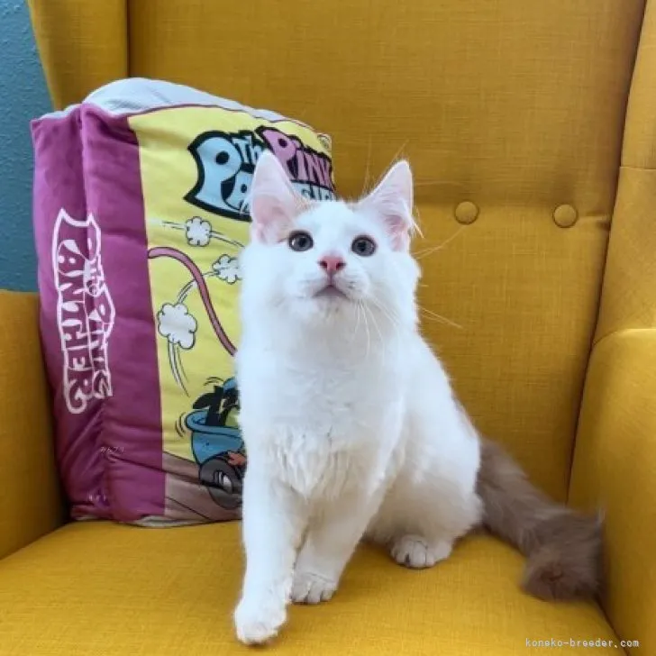 ID:2312-00909の子猫