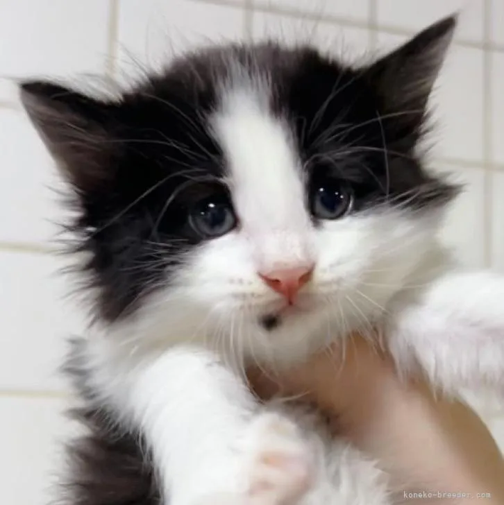 K.N 様のお迎えした子猫