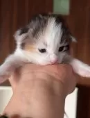 ノルウェージャンフォレストキャット【愛知県・女の子・2025年8月13日・ブラッククラシックトービー&ホワイト】の写真14