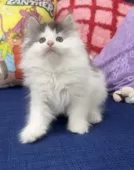 ノルウェージャンフォレストキャット【愛知県・男の子・2025年8月13日・ブラックシルバークラシックタビー&ホワイト】の写真6