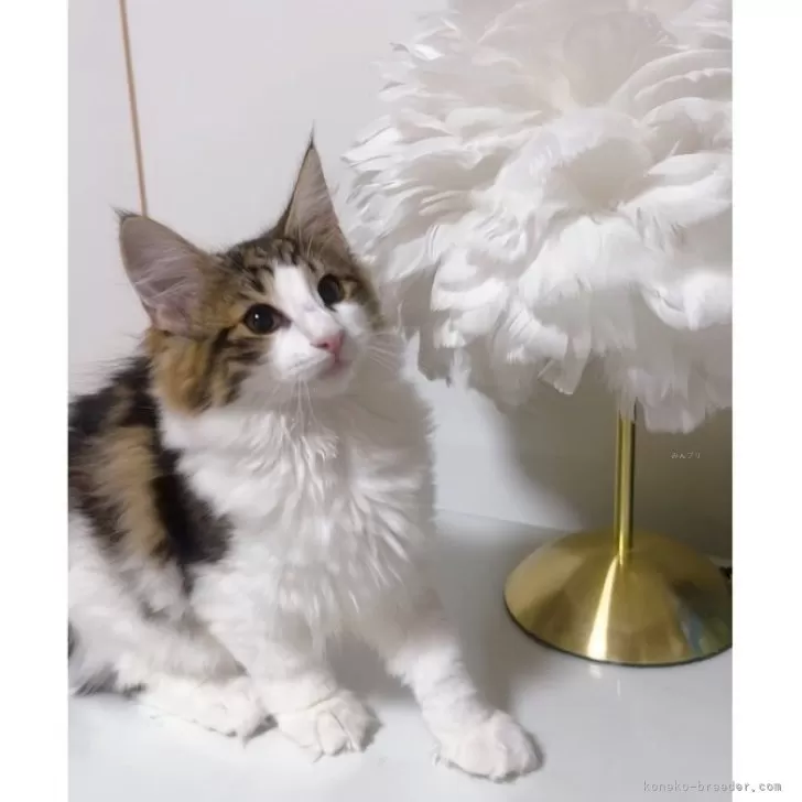 ID：2505-02162の子猫