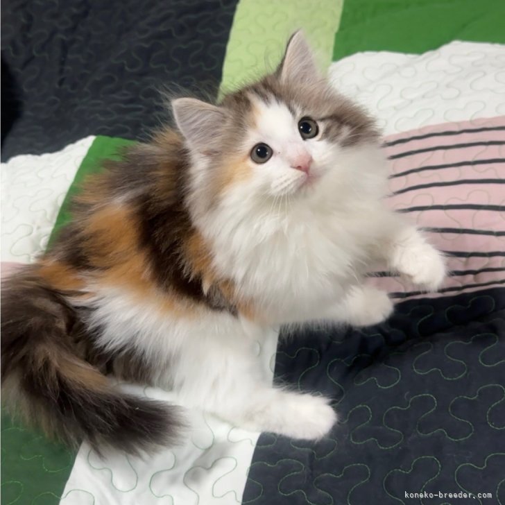 ブリーダー画像