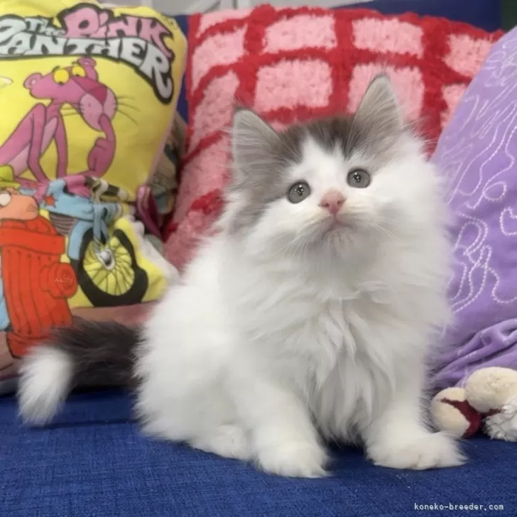 ノルウェージャンフォレストキャット【愛知県・男の子・2025年8月13日・ブラックシルバークラシックタビー&amp;ホワイト】の写真1