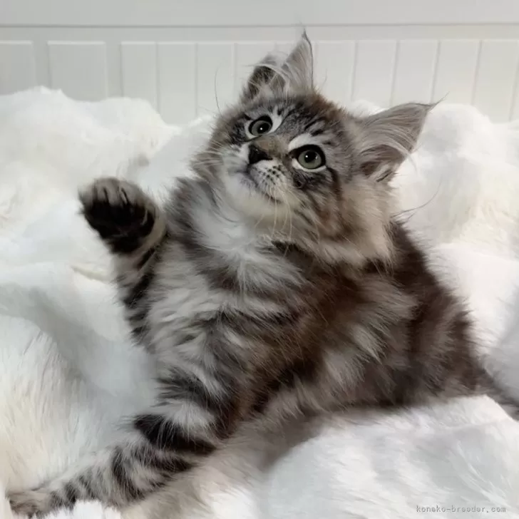 ID：2412-02648の子猫