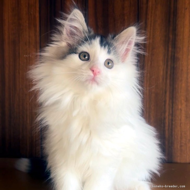 ブリーダー画像