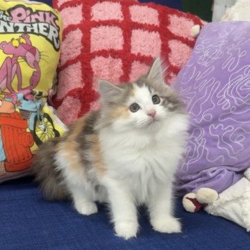 ノルウェージャンフォレストキャット【愛知県・女の子・2025年8月13日・ブラッククラシックトービー&ホワイト】の写真「ふわふわでとっても可愛い全体🩷」