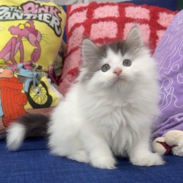 ノルウェージャンフォレストキャット【愛知県・男の子・2025年8月13日・ブラックシルバークラシックタビー&ホワイト】の写真「ふわふわでとっても可愛い全体🩷」