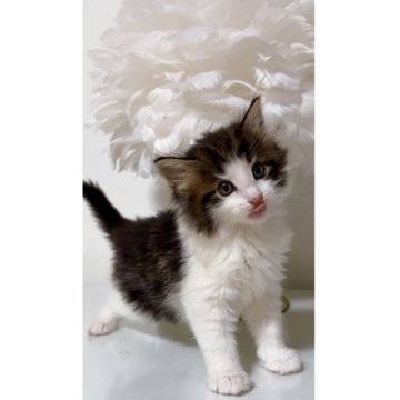 ノルウェージャンフォレストキャット