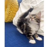 ノルウェージャンフォレストキャット