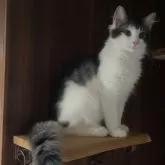 ノルウェージャンフォレストキャット
