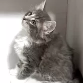 ノルウェージャンフォレストキャット